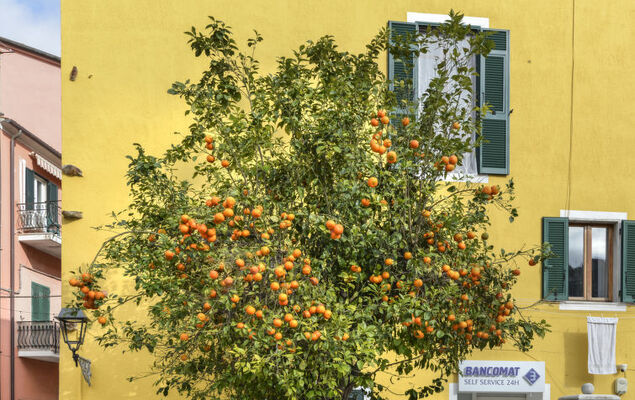 Il Marinaio - Photo 16