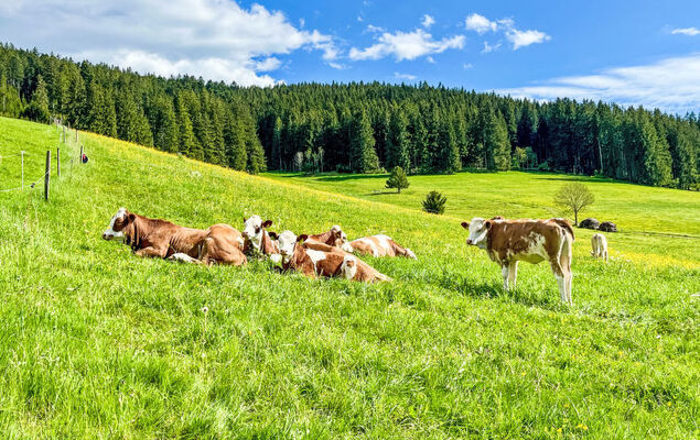 Bergsonne - Photo 34