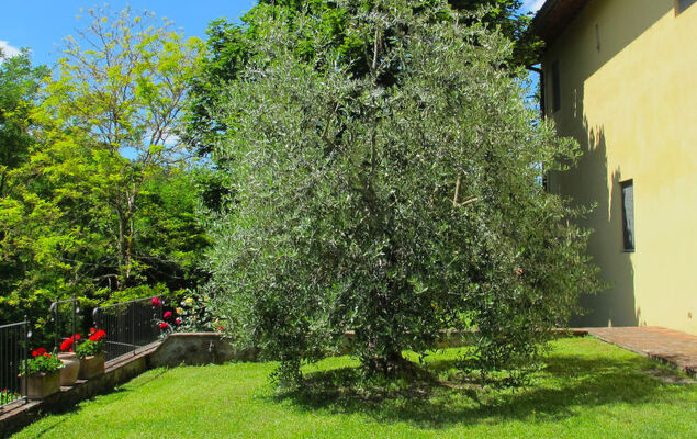 Rosmarino - Photo 25